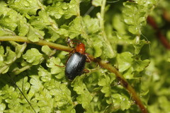 Brachinus mexicanus