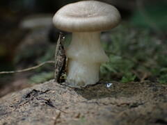 Lentinus sajor-caju