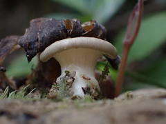 Lentinus sajor-caju