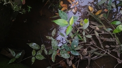 Derris trifoliata