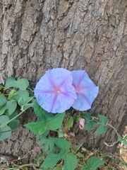 Ipomoea bolusiana