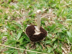 Stropharia coronilla