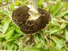 Stropharia coronilla