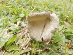 Stropharia coronilla