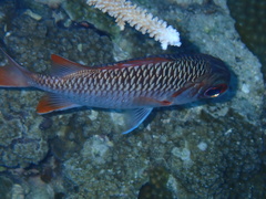 Myripristis violacea
