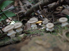 Lentinus sajor-caju
