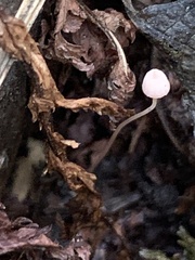 Mycena pterigena