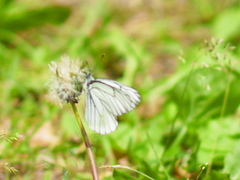 Aporia crataegi