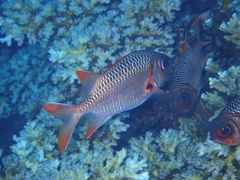 Myripristis violacea