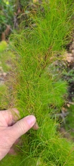 Caustis blakei