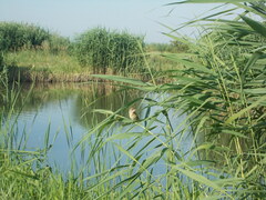 Acrocephalus arundinaceus