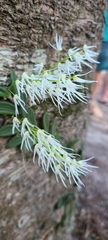 Dendrobium linguiforme