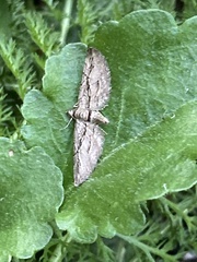 Eupithecia phoeniceata