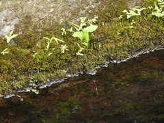 Pseudagrion pilidorsum