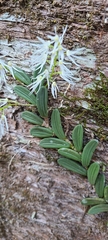 Dendrobium linguiforme
