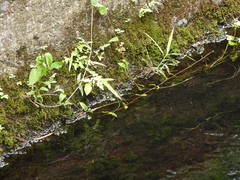 Pseudagrion pilidorsum