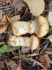 Cortinarius triumphans