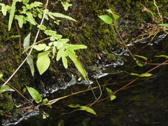 Pseudagrion pilidorsum