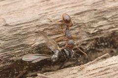 Myrmica kotokui