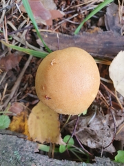 Cortinarius triumphans