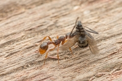 Myrmica kotokui