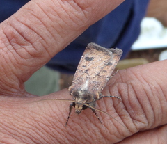 Agrotis trux