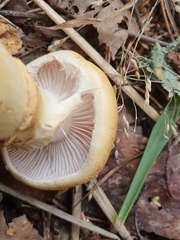 Cortinarius triumphans