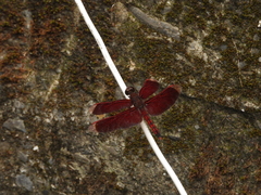 Neurothemis taiwanensis