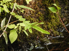 Pseudagrion pilidorsum