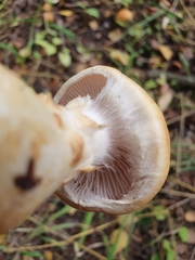 Cortinarius triumphans