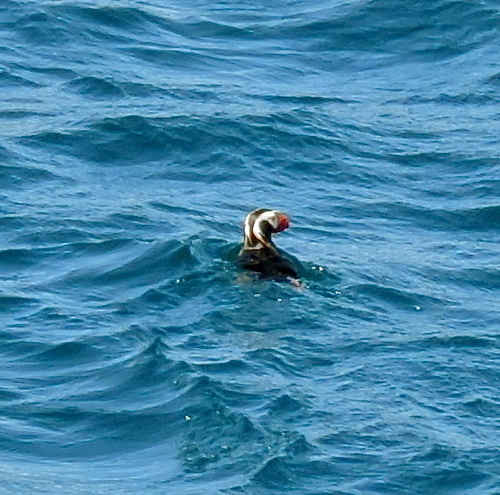 Fratercula cirrhata