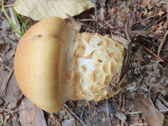 Cortinarius triumphans