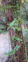 Freycinetia scandens