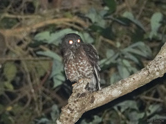 Ninox scutulata