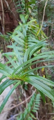 Freycinetia scandens