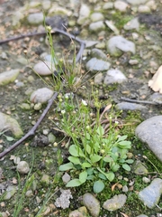 Androsace filiformis