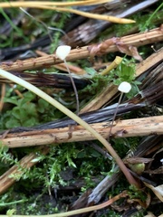 Mycena pterigena
