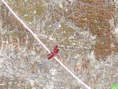 Neurothemis taiwanensis