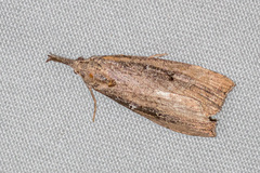 Hypena rostralis