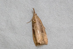 Hypena rostralis