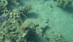 Gomphosus klunzingeri