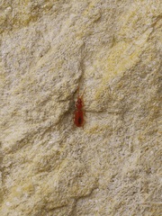 Pseudaptinus
