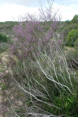 Muraltia scoparia