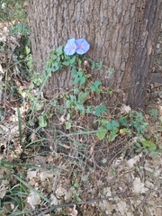 Ipomoea bolusiana