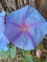 Ipomoea bolusiana