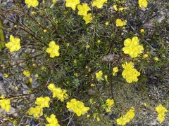 Hibbertia acicularis
