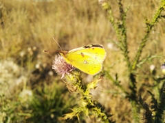Colias hyale