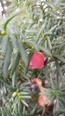 Taxus baccata
