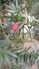 Taxus baccata