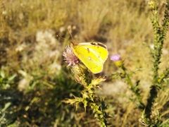 Colias hyale